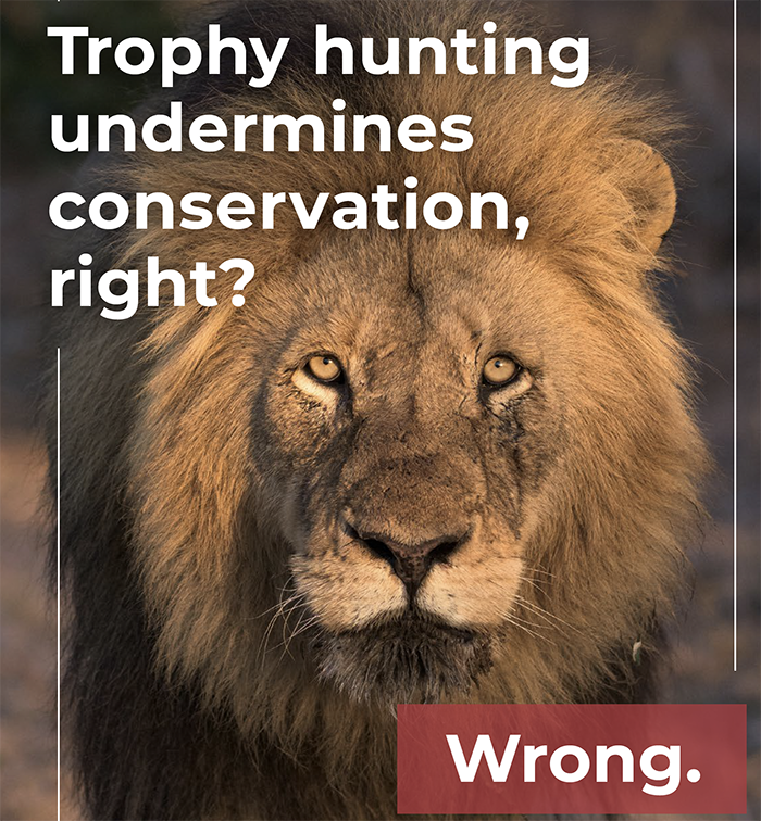 Trohy hunting undermines conservation, right? Wrong